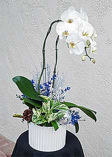 Orchid Arrangements for Designe's clients